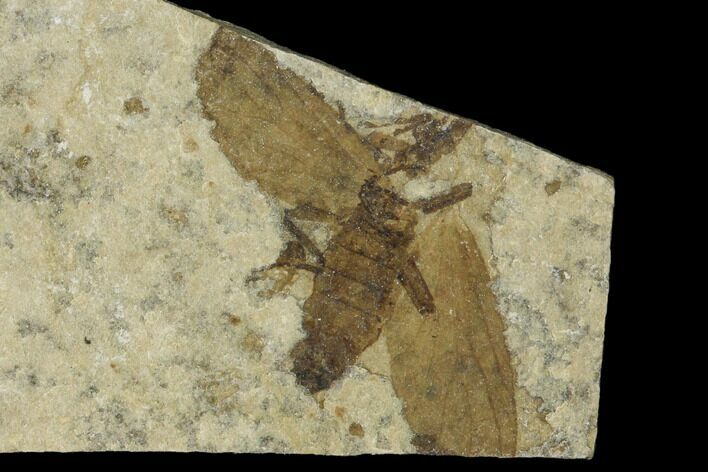 Fossil March Fly (Plecia) - Green River Formation #138479